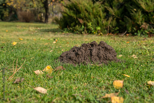 kopiec kreta znaleziony o poranku na trawniku w przydomowym ogrodzie