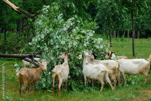Goats eating leaves from a fallen tree