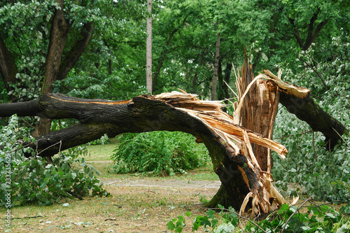 Broken tree trunk in a park