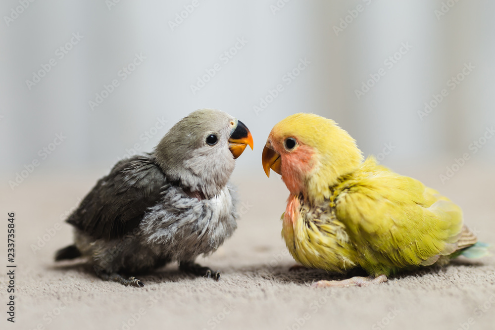 Close up shot of beautiful miniature Rosy faced lovebirds chicks playing and searching for feeding.