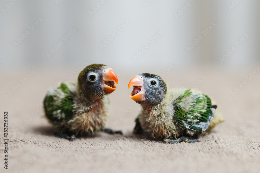 Naklejka premium Close up shot of beautiful miniature Fischer's lovebirds chicks playing and searching for feeding.