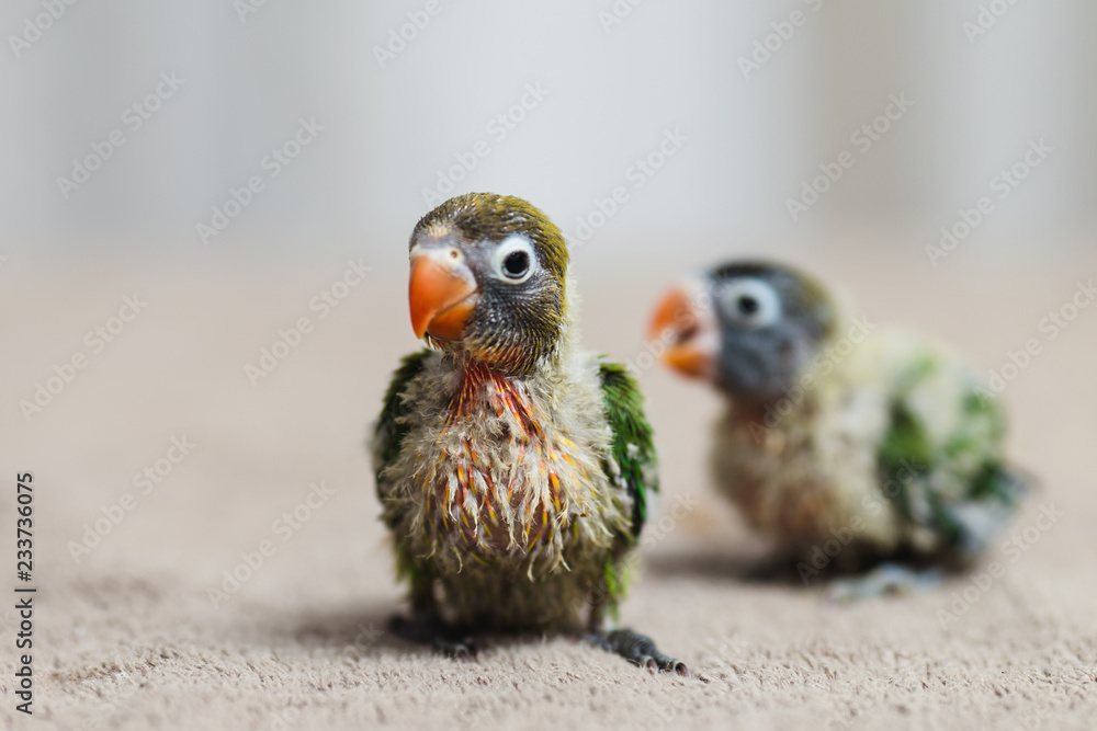 Naklejka premium Bliska strzał pięknych miniaturowych piskląt nierozłączek Fischera bawią się i szukają karmienia.