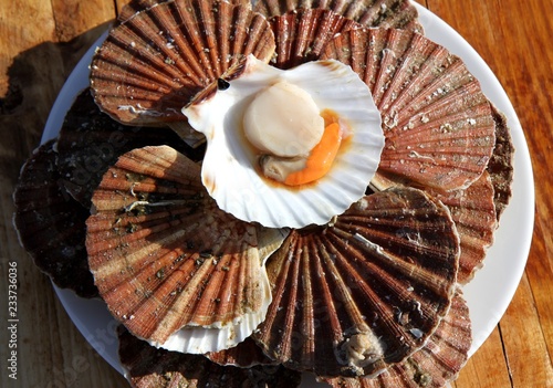 coquilles saint-jacques