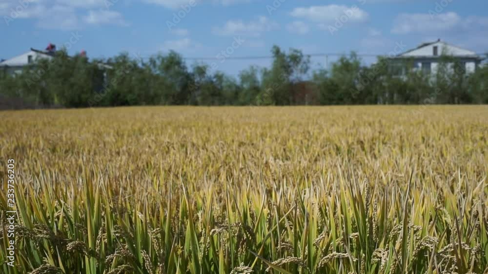 crops in farmland crops in farmland