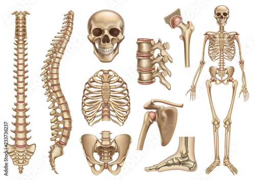 Human skeleton structure. Skull, spine, rib cage, pelvis, joints. Anatomy and medicine, 3d vector icon set photo