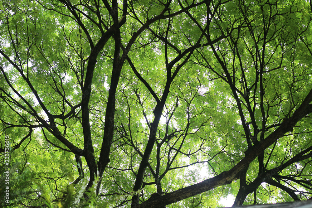 Obraz premium Under the shade of big tree in the park