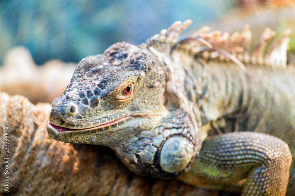 Large ordinary iguana close-up sitting behind glass on a branch in a terrarium in a pet store Large ordinary iguana close-up sitting behind glass on a branch in a terrarium in a pet store