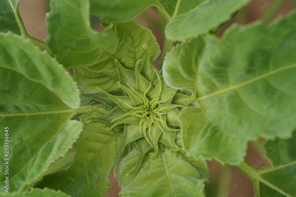 Sunflower bud Sunflower bud
