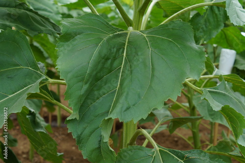 Wallpaper Mural Sunflower leaf Torontodigital.ca