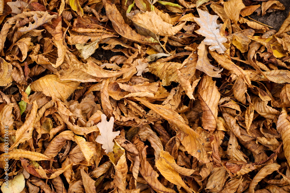 Natural texture of fallen chestnut autumn leaves. Natural texture of fallen chestnut autumn leaves.