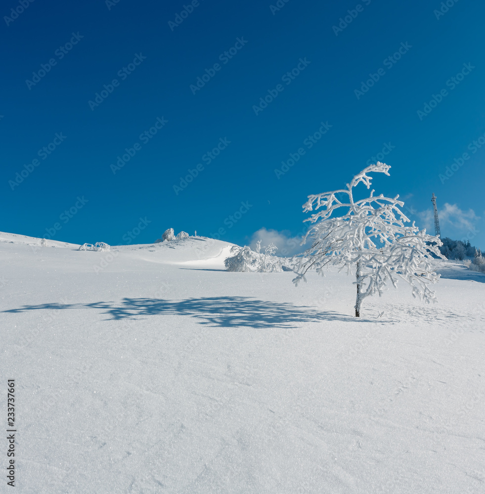 Winter hoar frosting trees, tower and snowdrifts (Carpathian, Ukraine)