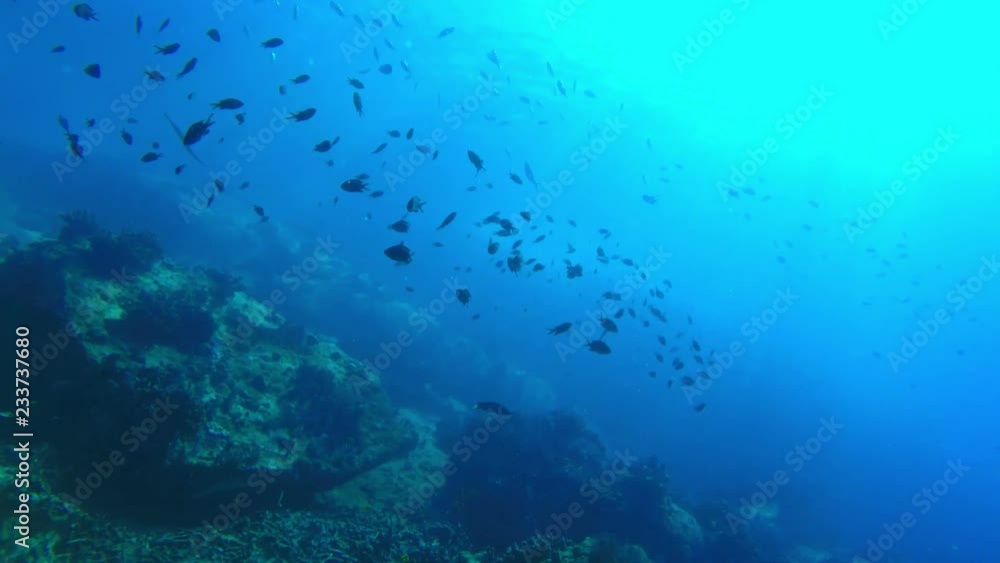 School of small fish over bleached coral in the Seychelles School of small fish over bleached coral in the Seychelles
