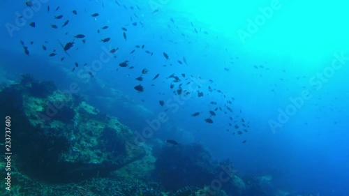 Wallpaper Mural School of small fish over bleached coral in the Seychelles Torontodigital.ca