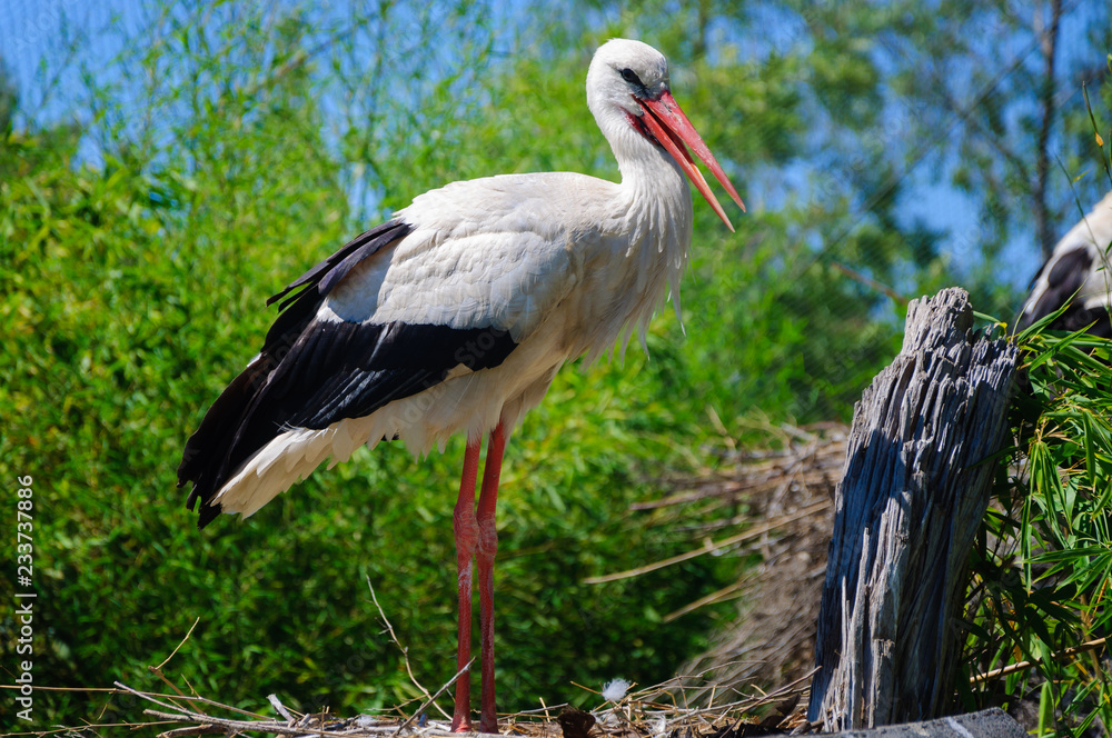 Fototapeta premium Beautiful stork (Ciconia ciconia) looking to camera in the zoo.