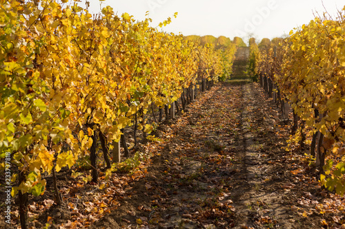 autumn vineyards with yellow leaves with solar illumination, concept
