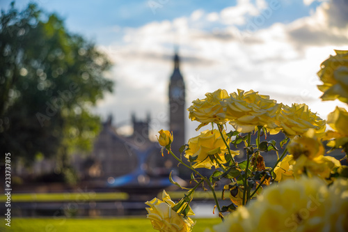 Yellow Roses with the Big Ben on the background