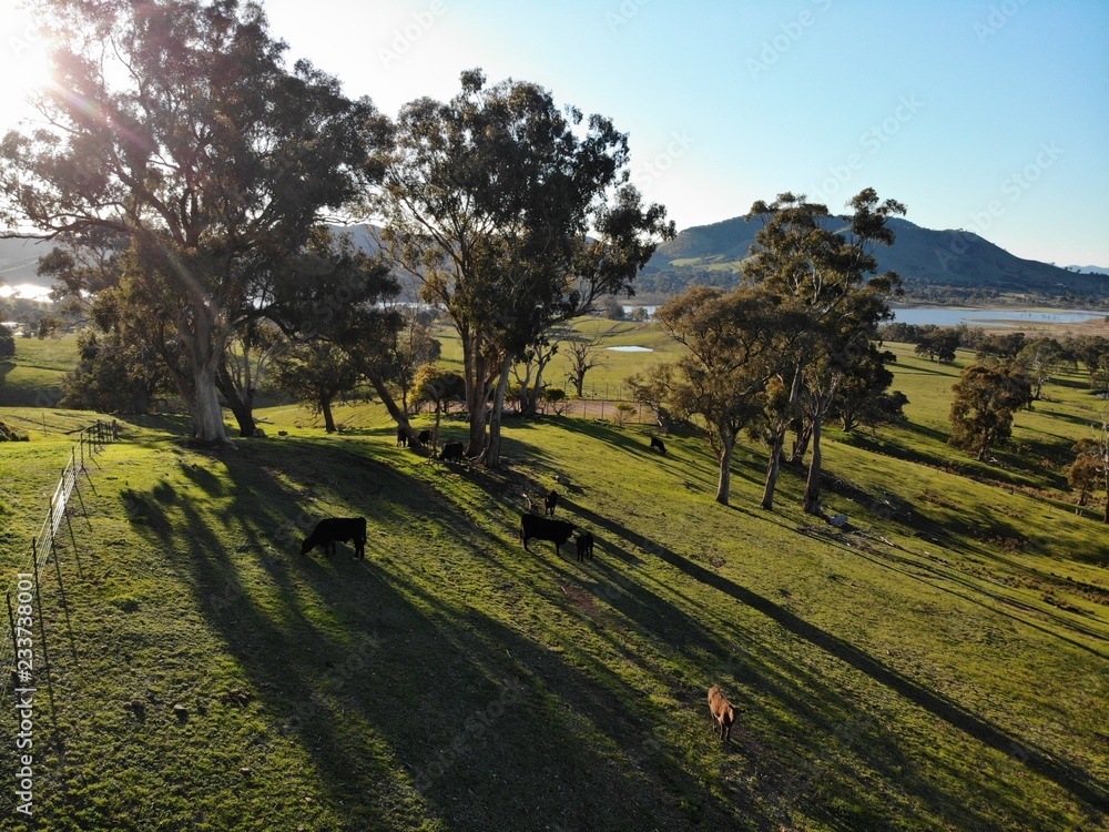 Fototapeta premium Cattle on farm at sunset in Mansfield , Melbourne 