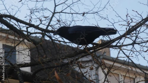black crow caws at the autumn Linden tree without leaves
 photo