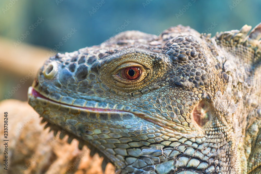 Fototapeta premium The head of a large green ordinary iguana, the eye looks into the camera. Iguana sheds, sheds scales.