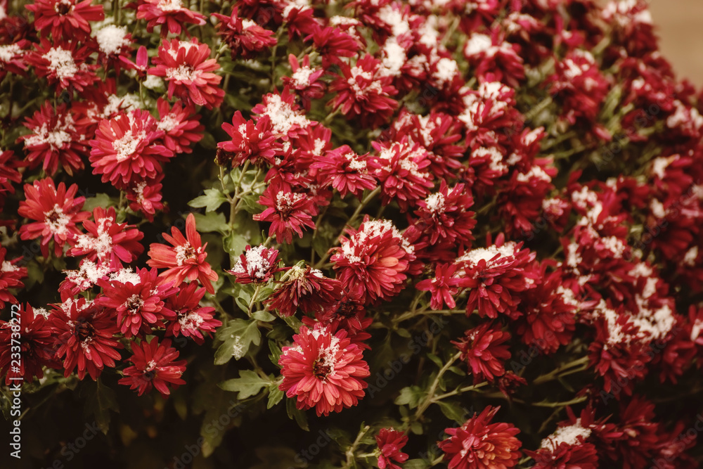 Flowers burgundy chrysanthemums in the snow.
Flowers burgundy chrysanthemums in the snow.