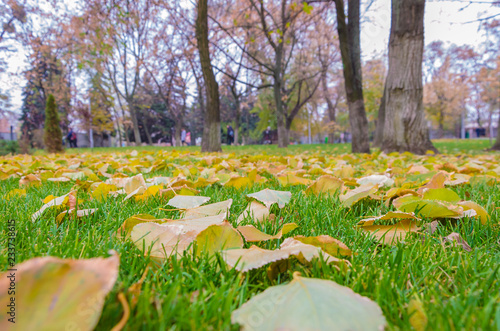 Autumn leaves lying on the grass in the afternoon.