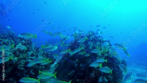 Wallpaper Mural Slow swim through a school of Blackspot Snapper with divers in the background on a holiday dive in the Seychelles Torontodigital.ca