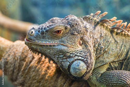 The head of a large green ordinary iguana  the eye looks into the camera..