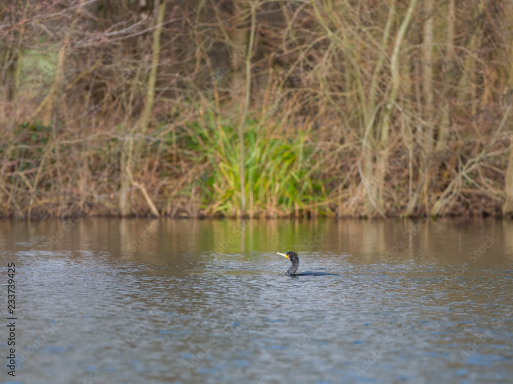 Cormorant swiming in a lake