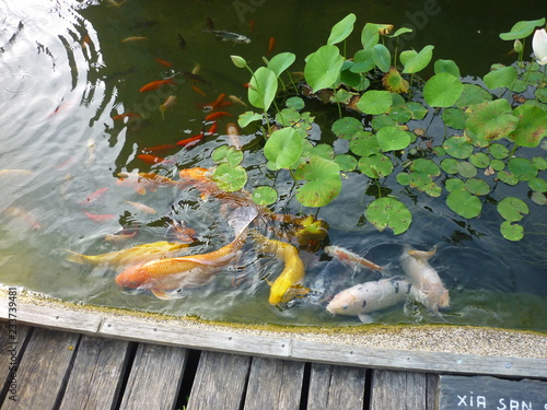 Konstfotografi Poissons rouges