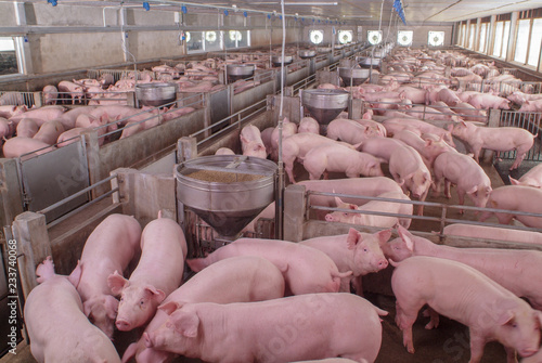 Fototapeta Curious pigs in Pig Breeding farm in swine business in tidy and clean indoor hou