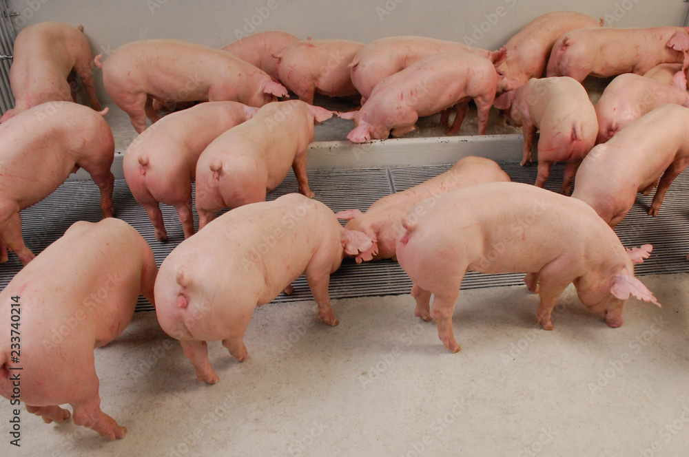 Curious pigs in Pig Breeding farm in swine business in tidy and clean indoor housing farm, with pig mother feeding piglet Curious pigs in Pig Breeding farm in swine business in tidy and clean indoor housing farm, with pig mother feeding piglet