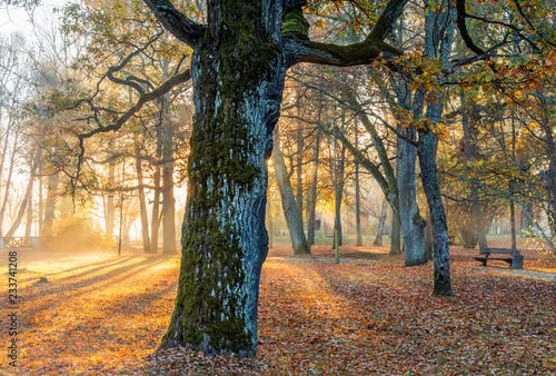 Sunrise in old botanical park of Riga - capital of Latvia, EC