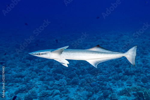 Remora suckerfish in blue ocean of polynesia