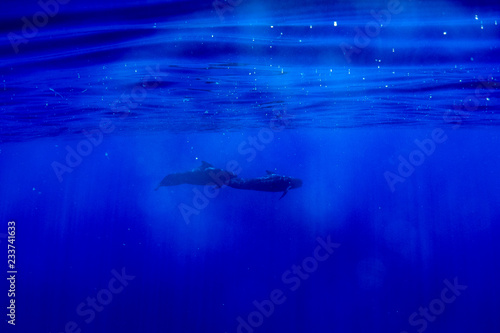 Pilot whale underwater in polynesia