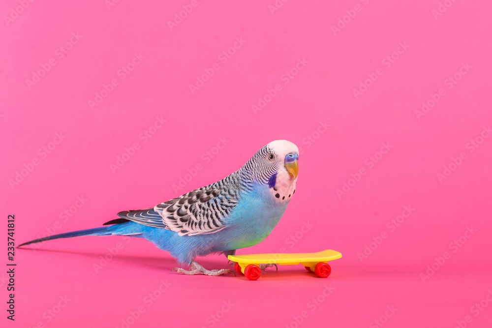 sky blue wavy parrot with plastic toy skateboard on color background
sky blue wavy parrot with plastic toy skateboard on color background