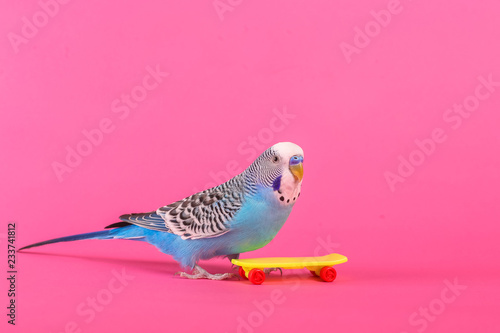 sky blue wavy parrot with plastic toy skateboard on color background 