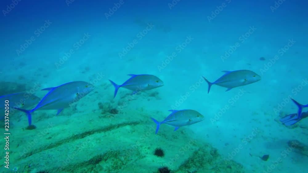 Slow pan with swimming fish to reveal diver on the sea floor in the Seychelles Slow pan with swimming fish to reveal diver on the sea floor in the Seychelles
