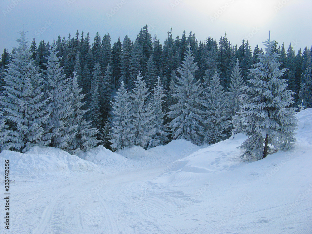 winter forest winter forest
