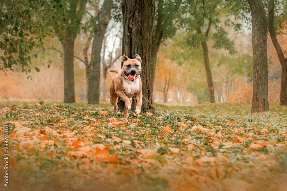 american staffordshire terrier dog fun walk in autumn park