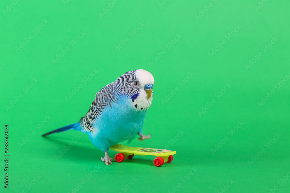 Naklejka premium sky blue wavy parrot with plastic toy skateboard on color background 