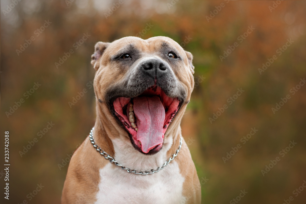 american staffordshire terrier dog funny portrait