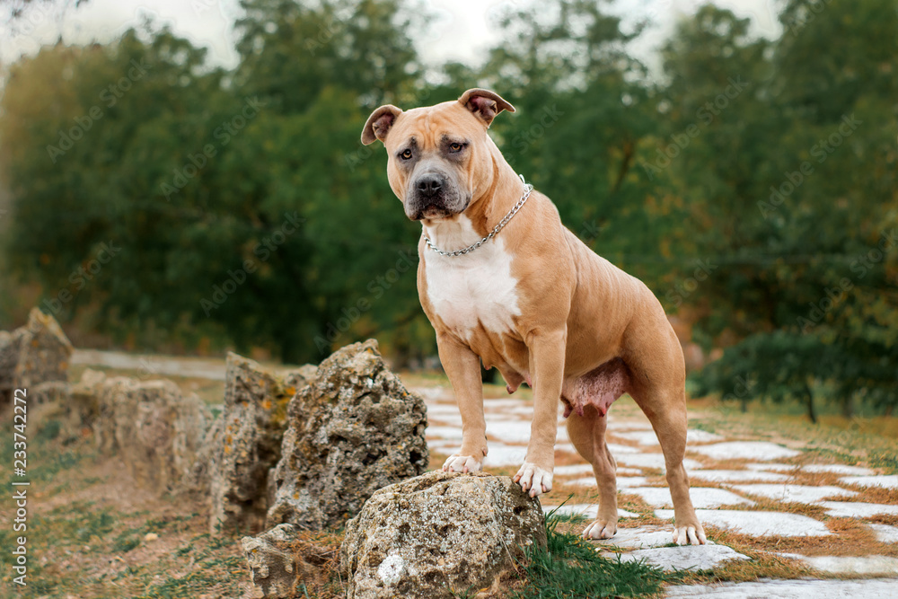 american staffordshire terrier dog beautifully stands posing in the park
