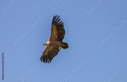 Griffon Vulture flying.