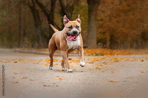 american staffordshire terrier dog fun walk in autumn park