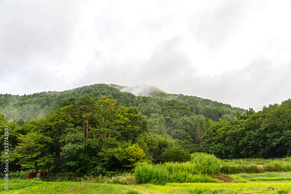 高地　大正池　長野　信州　夏　旅行　観光　名所　明神池　河童橋