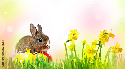 little rabbit and easter eggs isolated