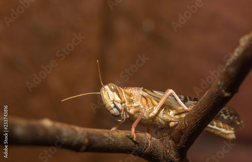 Close up Locust on branch © RichartPhotos