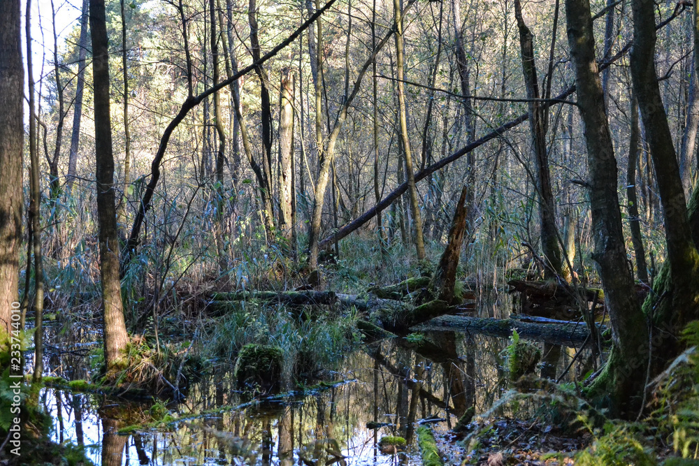 Obraz premium Sumpf im Wald