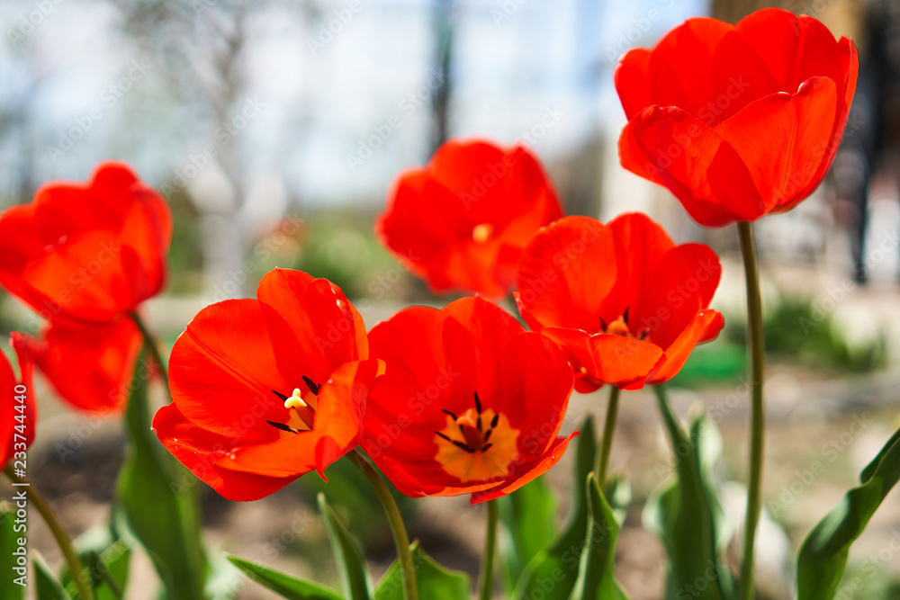 Fototapeta premium red poppies in a field