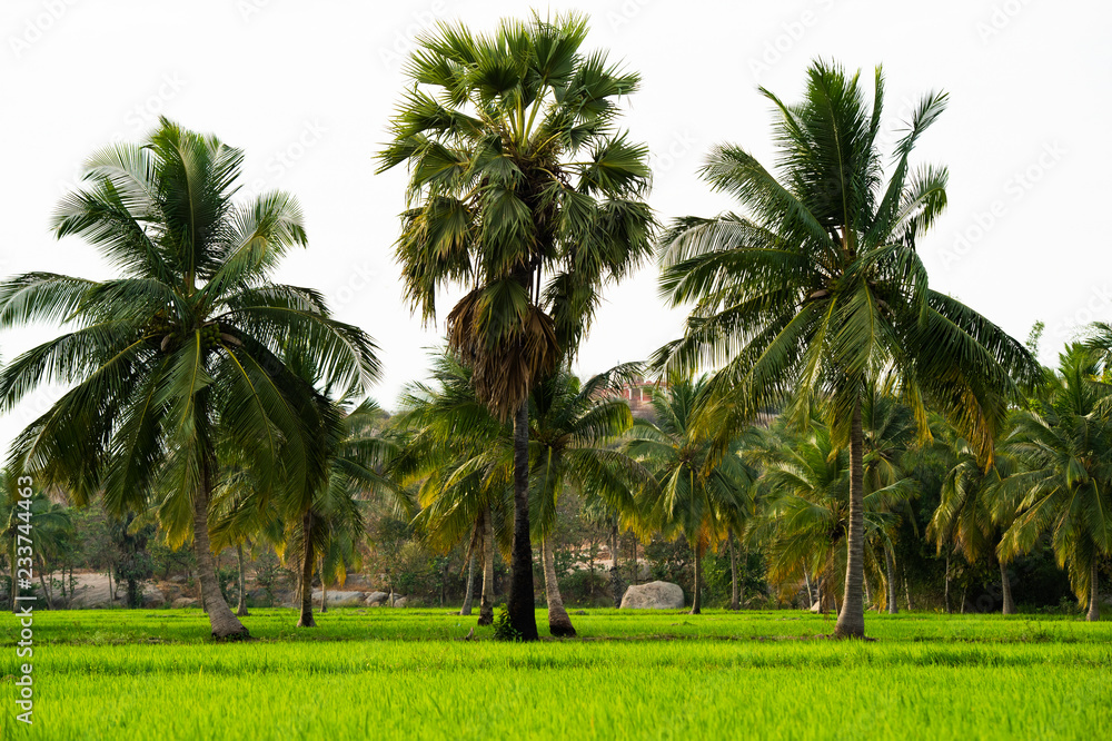 (selective focus) Amazing view of green rice field with palm trees and rocks on background at sunset. Hampi, Karnataka, India.